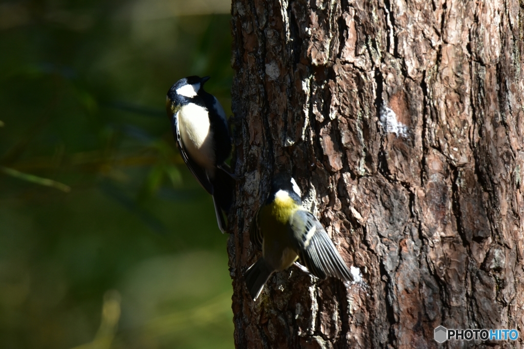 この牛脂は渡さないぞ！