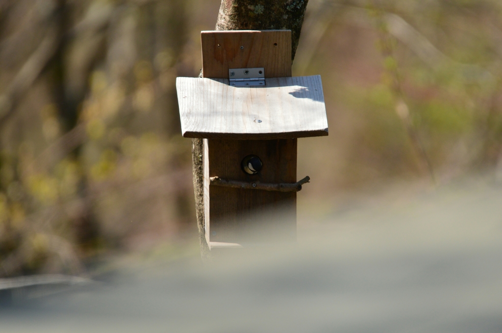 入居者はシジュウカラ