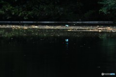 野池へ