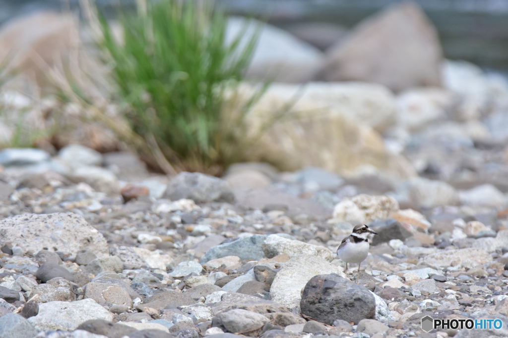 何を思うイカルチドリ
