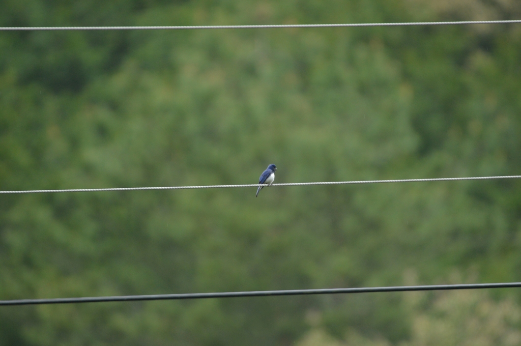 電線も好きなの