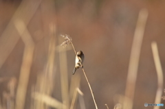 虫見つけたよ♪