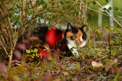 三毛猫と紅葉