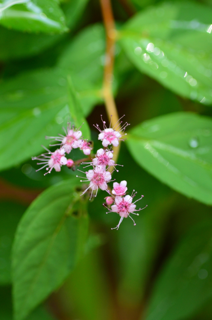 控えめな可愛さ