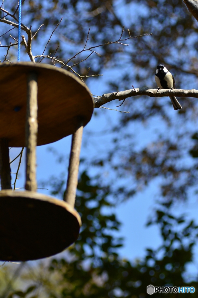 ねぇねぇ 種が無いよ