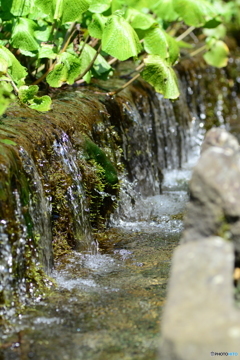 湧水の通り道