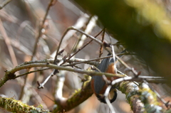 後で食べるのだ
