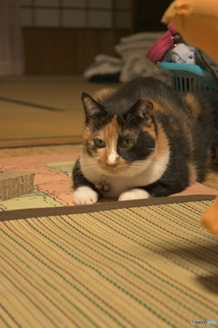 集中ニャ