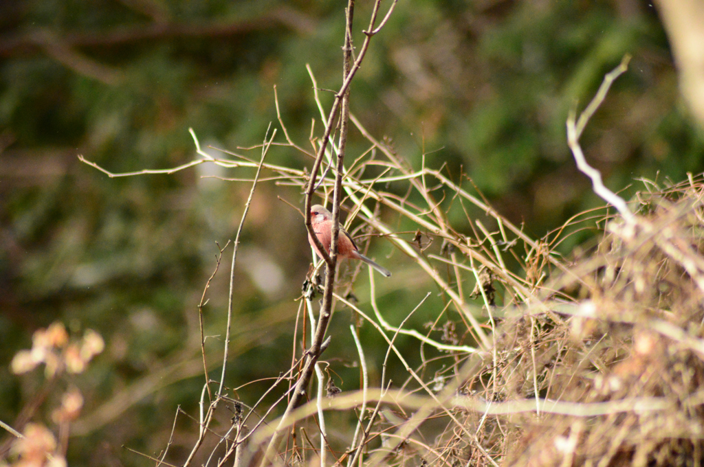 今年の初撮り(鳥)