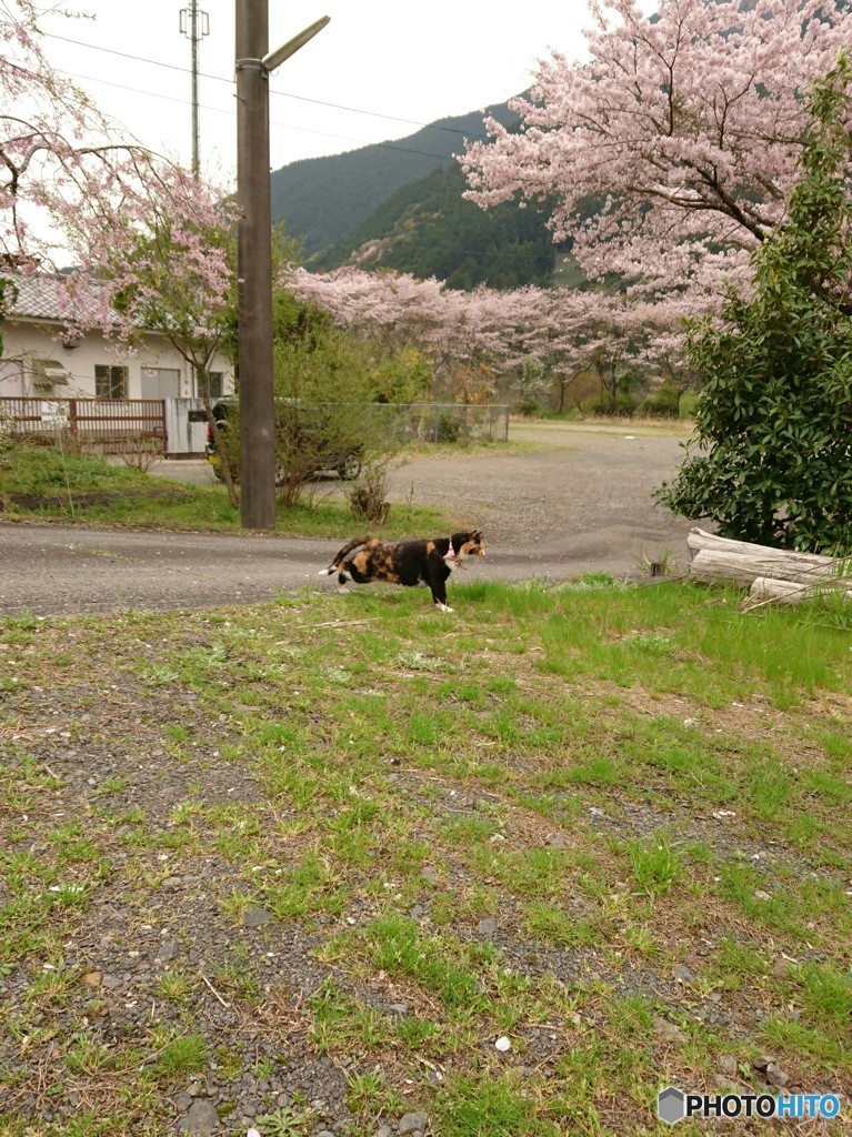 桜に興味は無いニャ･･･