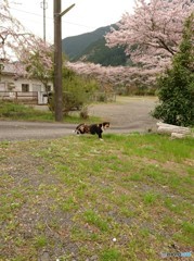 桜に興味は無いニャ･･･