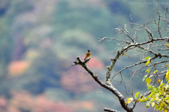 彩りの季節 彩りの季節