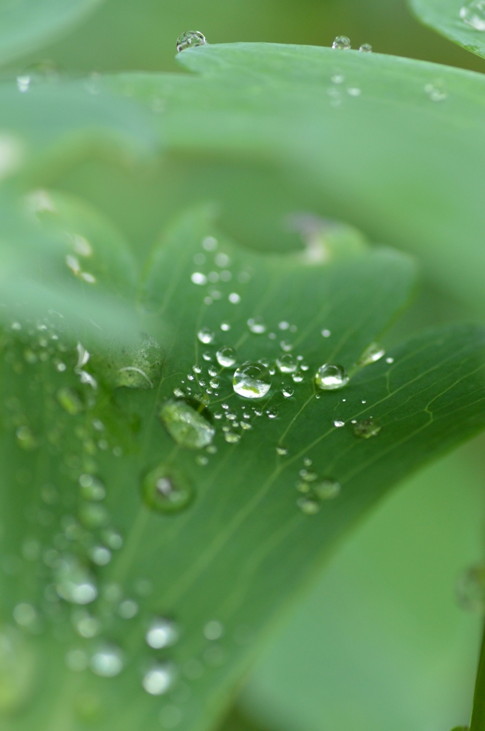 迎え梅雨 ③