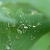迎え梅雨 ③