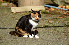 返事をする猫