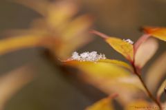 綿雪