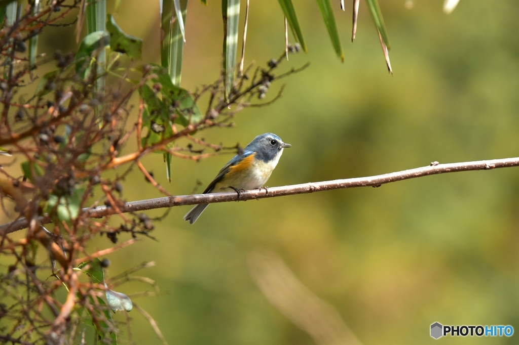 囀るルリビタキ
