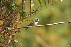 囀るルリビタキ