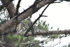鳴かぬなら…