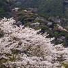 山桜と里桜