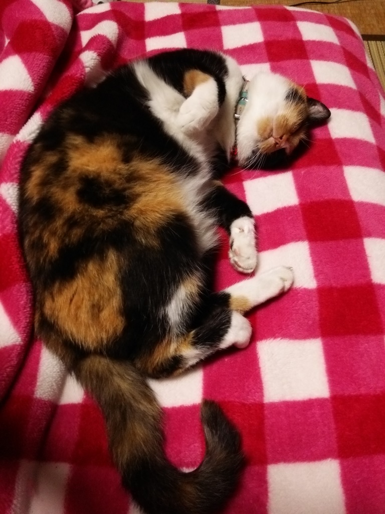 また 明日ニャ