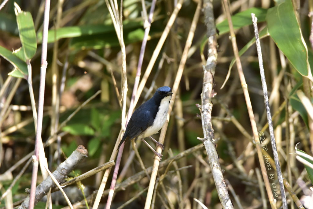 怪訝そうなコルリ Ⅱ