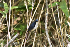 怪訝そうなコルリ Ⅱ