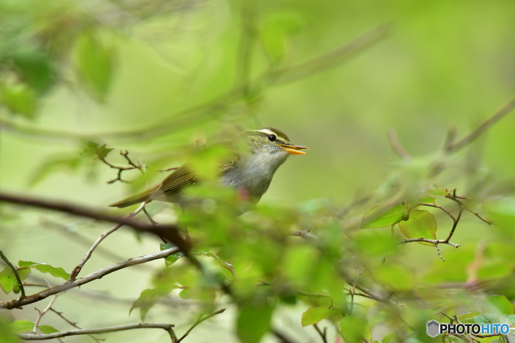 新緑の中でかくれんぼ
