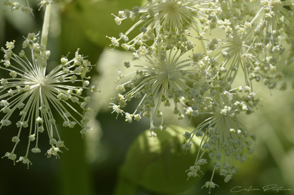 木漏れ日に散る花火