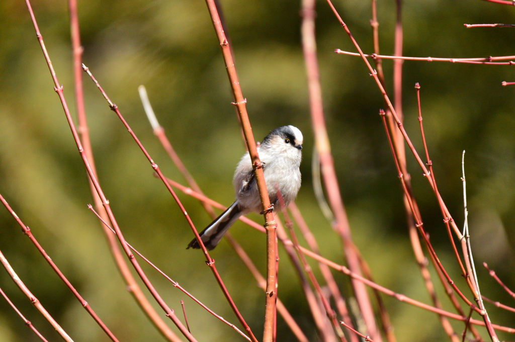 なんだ、なんだ！