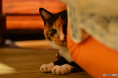 じぇらしぃぃ