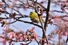 満開まで後少し
