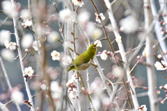 鳥花模様