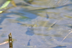 水の中の楽園