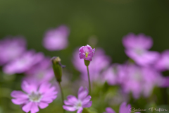 夏の花 夏の花