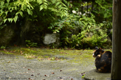 私のおうちニャ