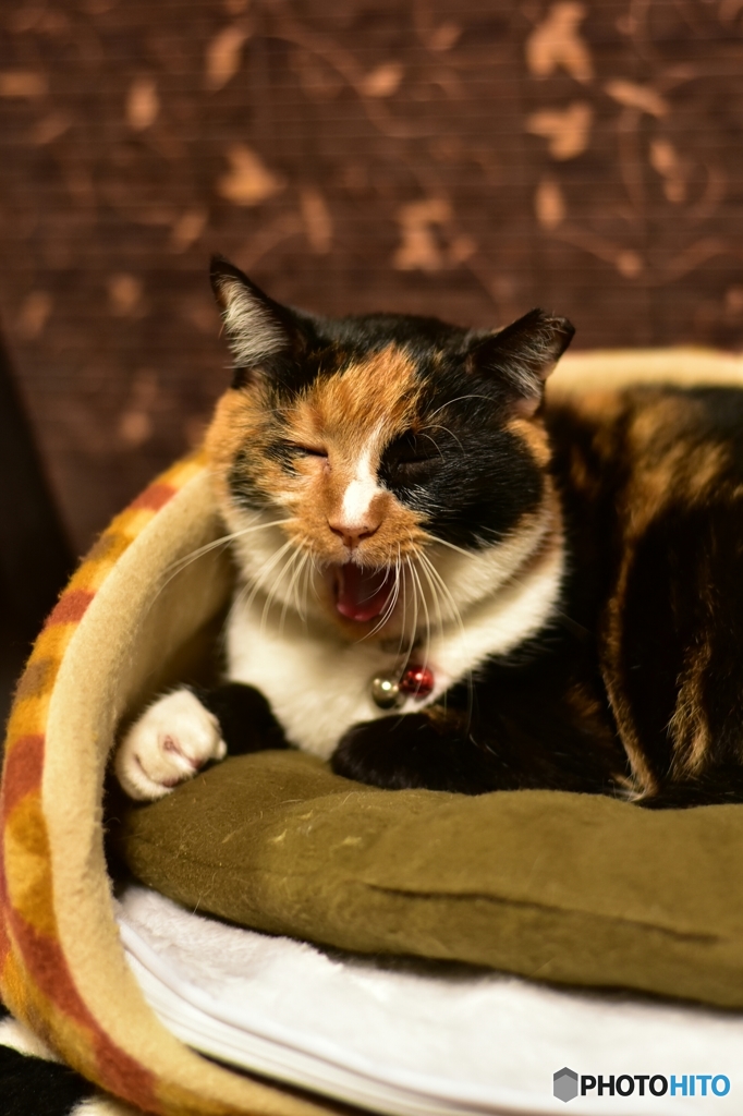 いつでも眠いニャ