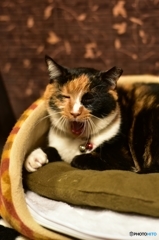 いつでも眠いニャ