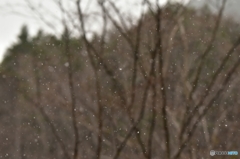 しんしんと降る雪
