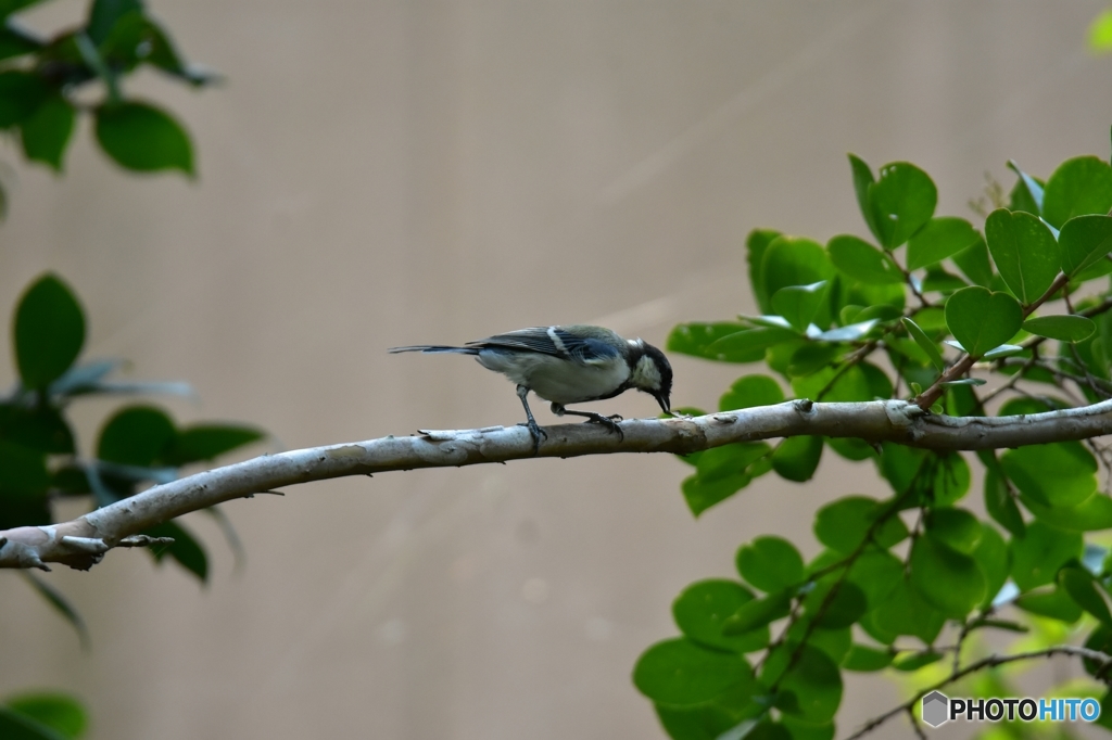 いじけるシジュウカラ