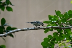 いじけるシジュウカラ いじけるシジュウカラ
