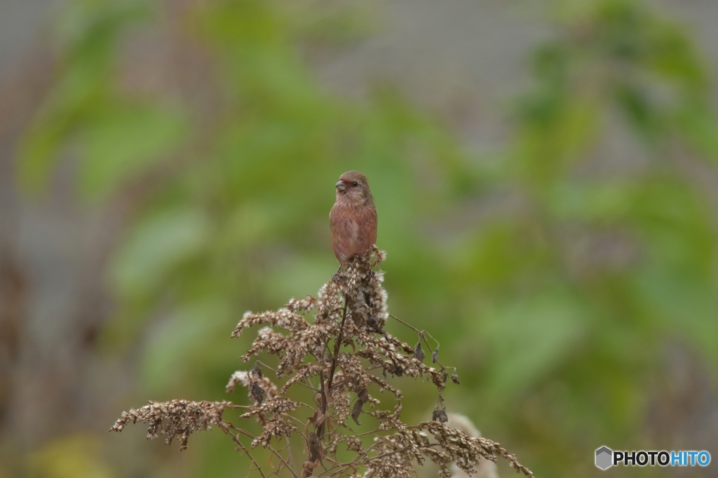 今年もいらっしゃい♪