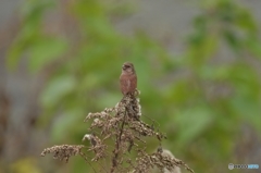 今年もいらっしゃい♪