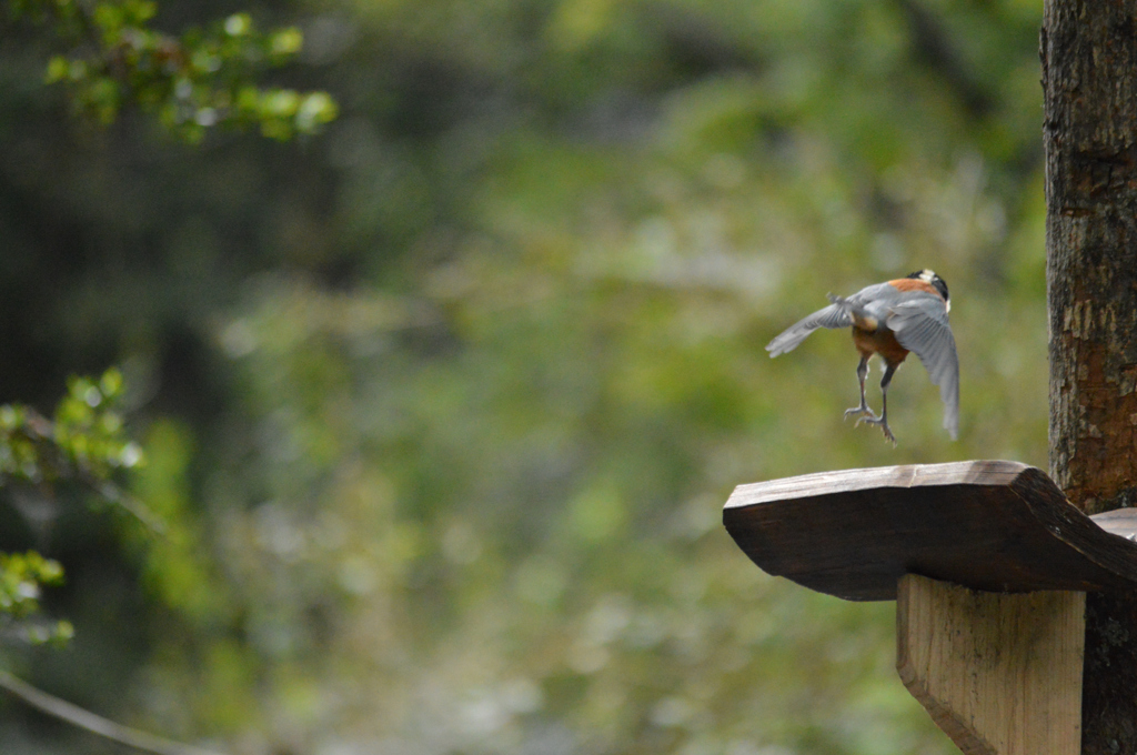 ヤマガラジャンプ！
