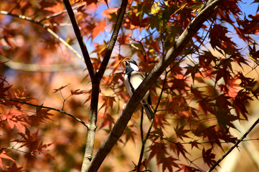 紅葉とシジュウカラ