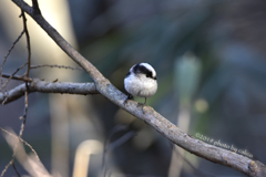 綿を丸めたような姿