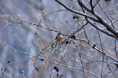 秘密の餌場 秘密の餌場