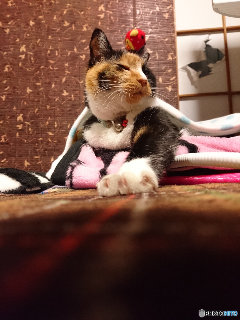 破いておいたニャ