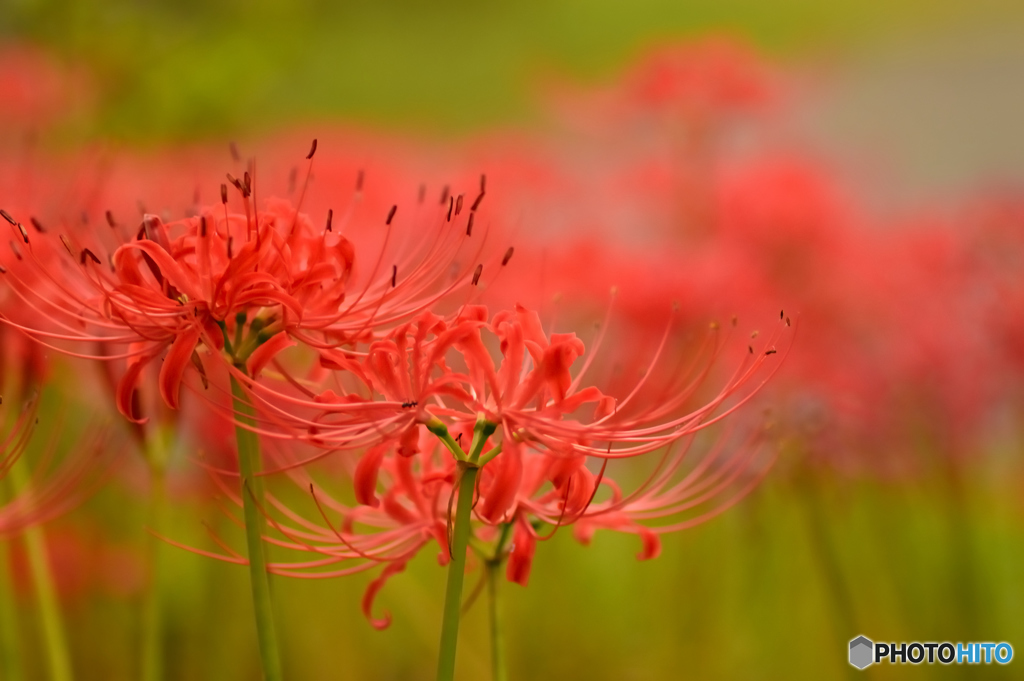 雷花