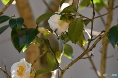 こっちの花は甘いよ